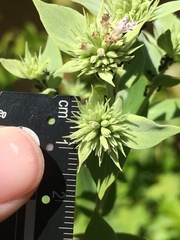 Pycnanthemum setosum