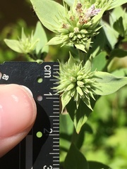 Pycnanthemum setosum