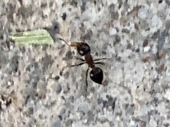Crematogaster cerasi