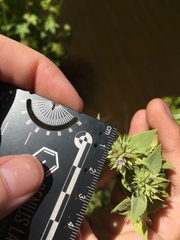 Pycnanthemum setosum