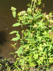 Pycnanthemum setosum