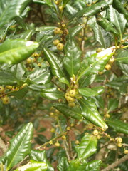 Myrsine kermadecensis