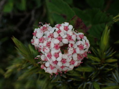 Spiraea hayatana