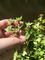 Pycnanthemum setosum