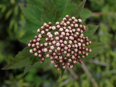 Spiraea hayatana