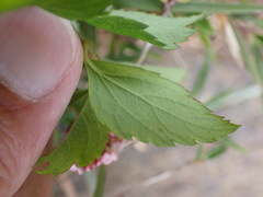 Spiraea hayatana