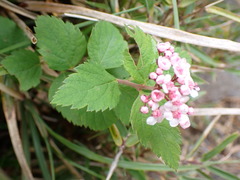 Spiraea hayatana