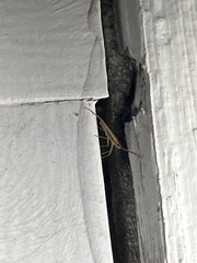 Stenodema trispinosum