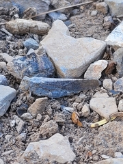 Circotettix crotalum