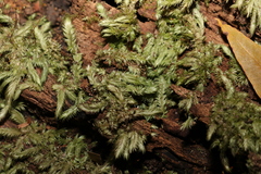 Leucobryum aduncum