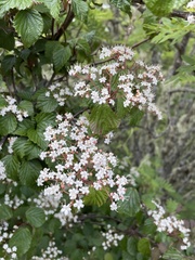 Viburnum betulifolium