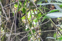 Thripadectes rufobrunneus