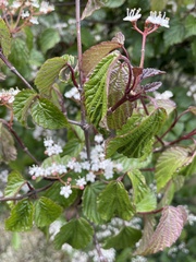 Viburnum betulifolium
