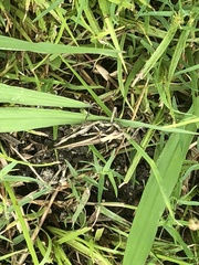 Aiolopus thalassinus tamulus