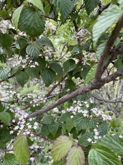 Viburnum betulifolium
