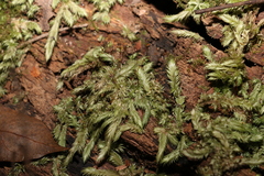 Leucobryum aduncum