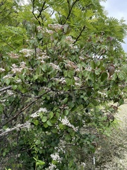 Viburnum betulifolium