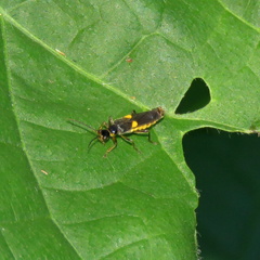 Trypherus frisoni