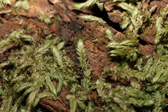 Leucobryum aduncum