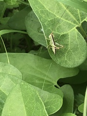 Conocephalus maculatus