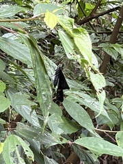 Papilio protenor