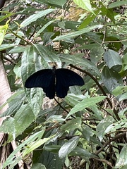 Papilio protenor