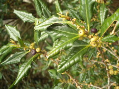 Myrsine kermadecensis