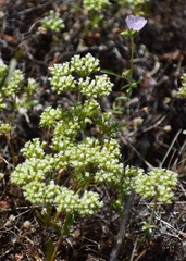 Chorizanthe stellulata