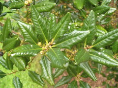 Myrsine kermadecensis