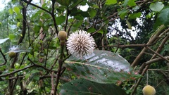 Neonauclea reticulata