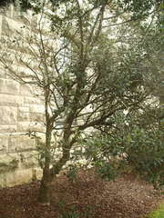 Myrsine kermadecensis