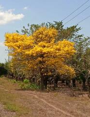 Handroanthus guayacan