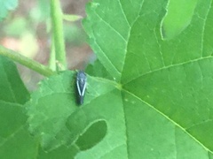 Graphocephala lugubris