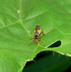 Trypherus frisoni