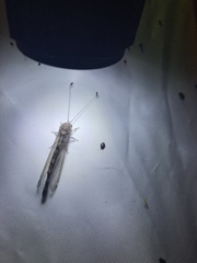 Ululodes quadripunctatus