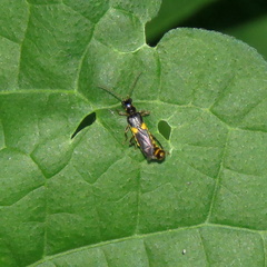 Trypherus frisoni