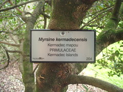 Myrsine kermadecensis
