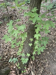 Acer truncatum