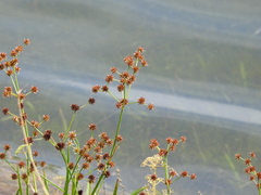 Juncus polycephalus