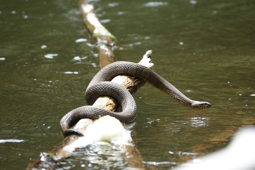 Northern Watersnake photographed in West Virginia