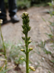 Aletris formosana