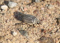 Phyllophaga lanceolata