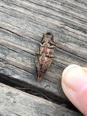 Dicerca tenebrica