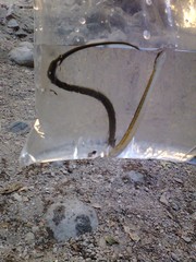 Thamnophis hammondii