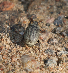 Phyllophaga lanceolata