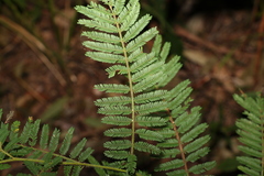 Acacia oshanesii