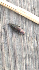 Dicerca tenebrica