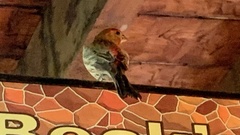 Haemorhous mexicanus