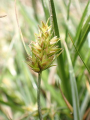 Carex nubigena