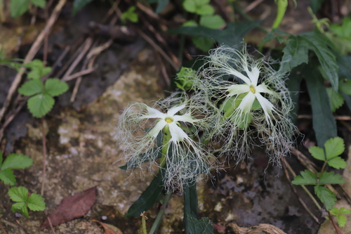 Trichosanthes kirilowii iNat (3)